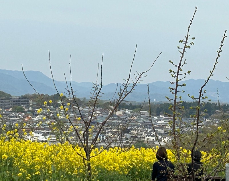 お知らせ写真：追分菜の花祭り