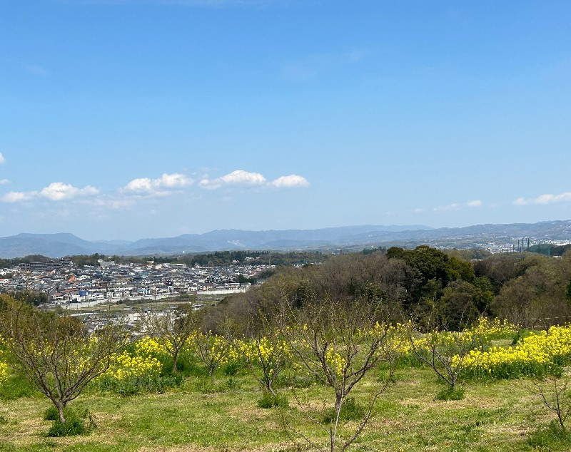 お知らせ写真：菜の花咲かせ人募集